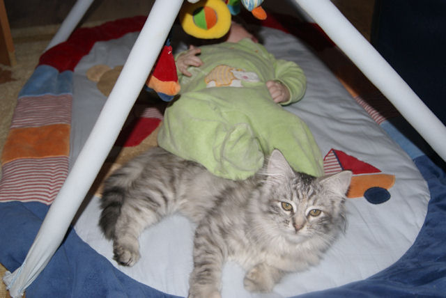 kotka syberyjska Iskierka