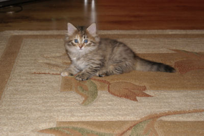 szylkretowa koteczka syberyjska