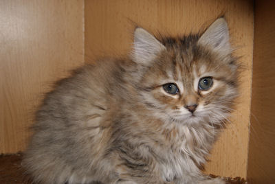 szylkretowa koteczka syberyjska