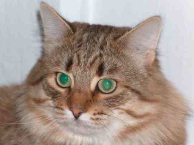 kocur syberyjski w hodowli Zwyci�zca