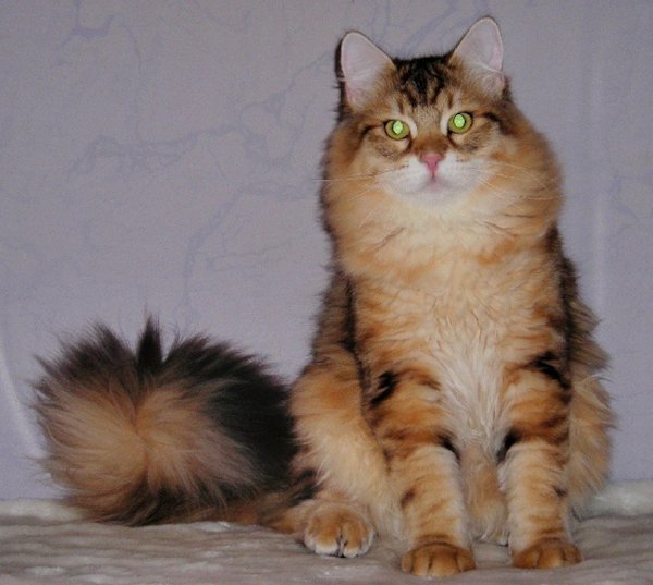 Jenisei - kocur syberyjski