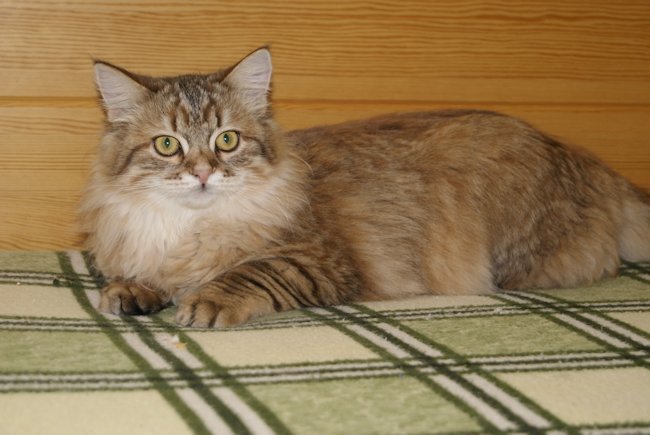 kotka syberyjska Chanel/ golden siberian female